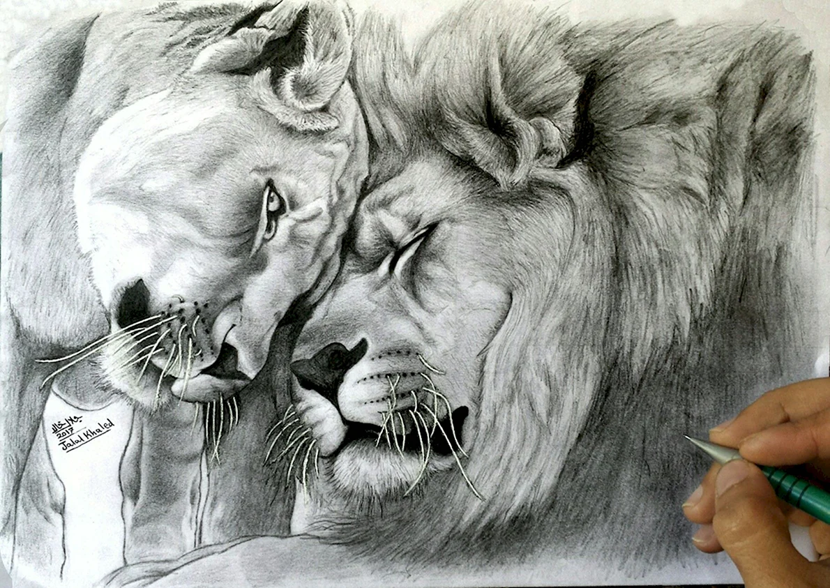 Лев и львица карандашом
