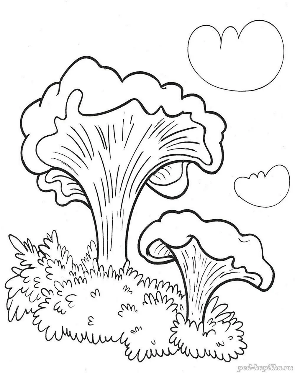 Раскраски грибы, Раскраска грибы лисички растения.
