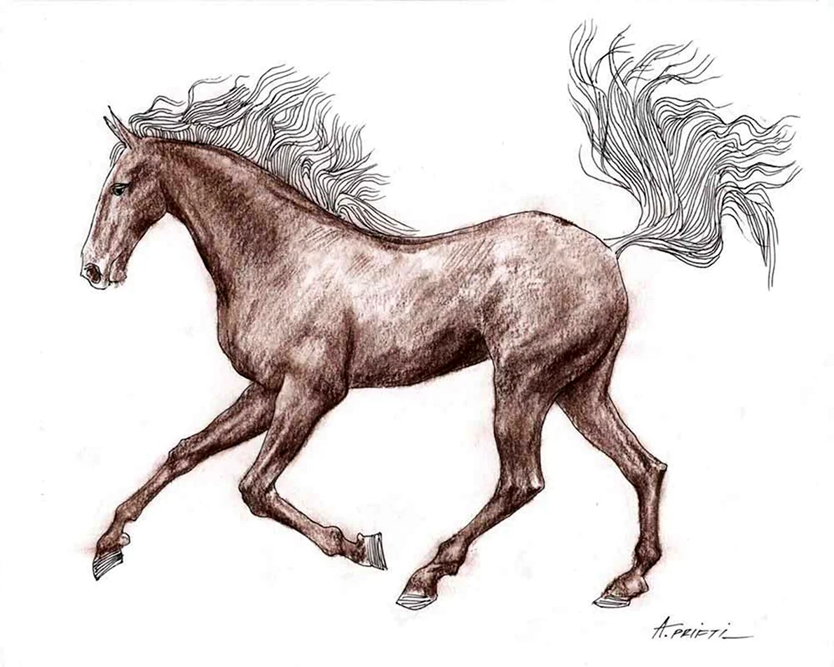 Лошадь наполовину нарисованная