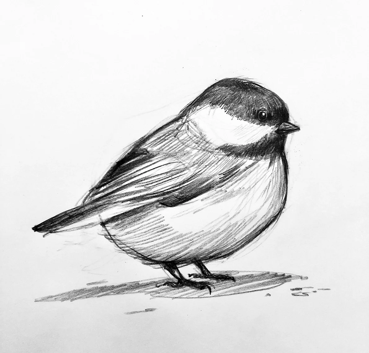 Маленькая птичка рисунок карандашом