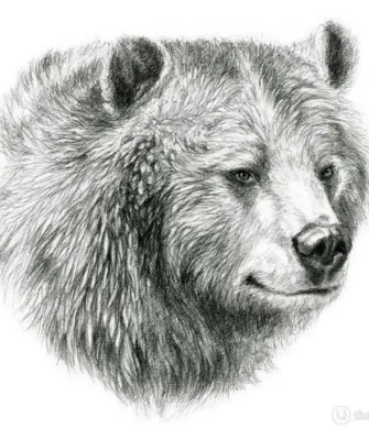 Медведь эскиз