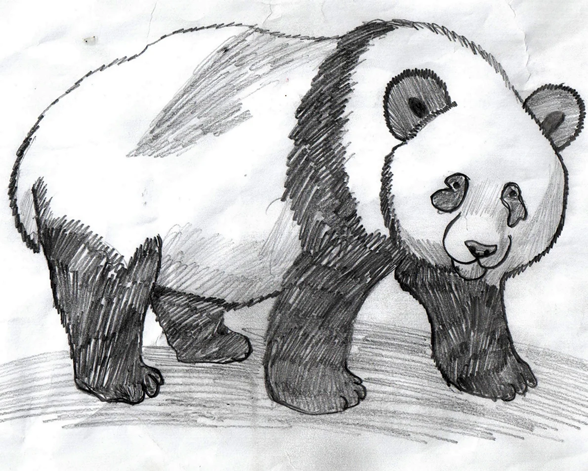 Медведь рисунок карандашом