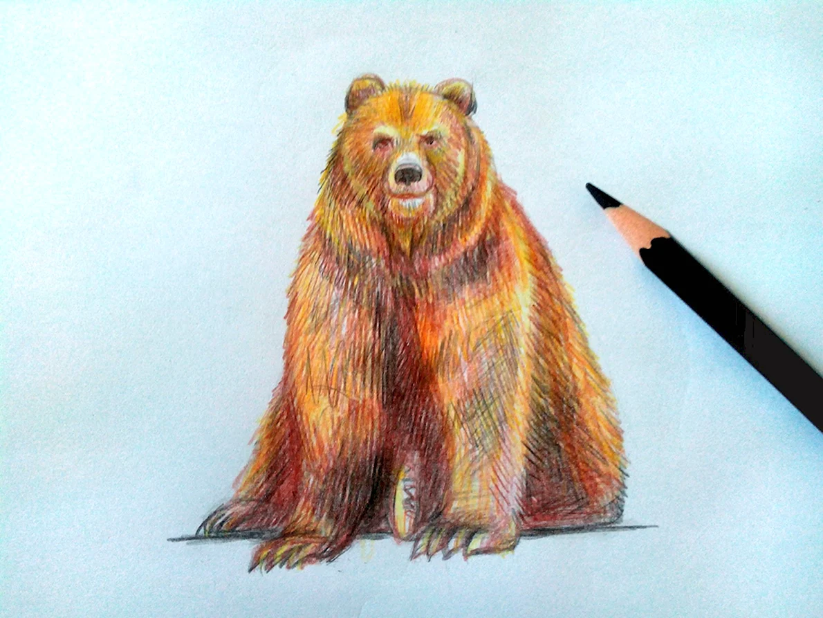Медведь рисунок цветными карандашами