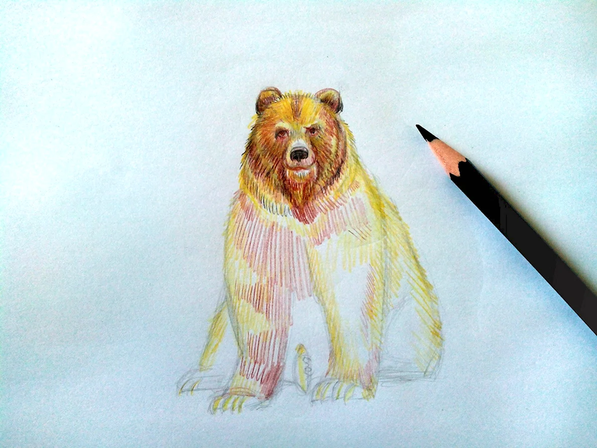 Медведь цветными карандашами