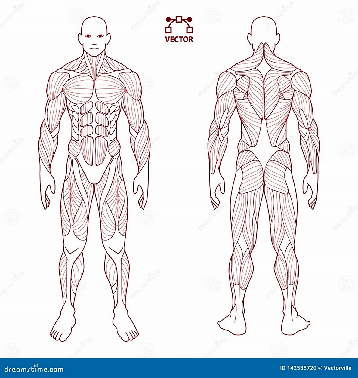 Мышцы человека спереди и сзади рисунок