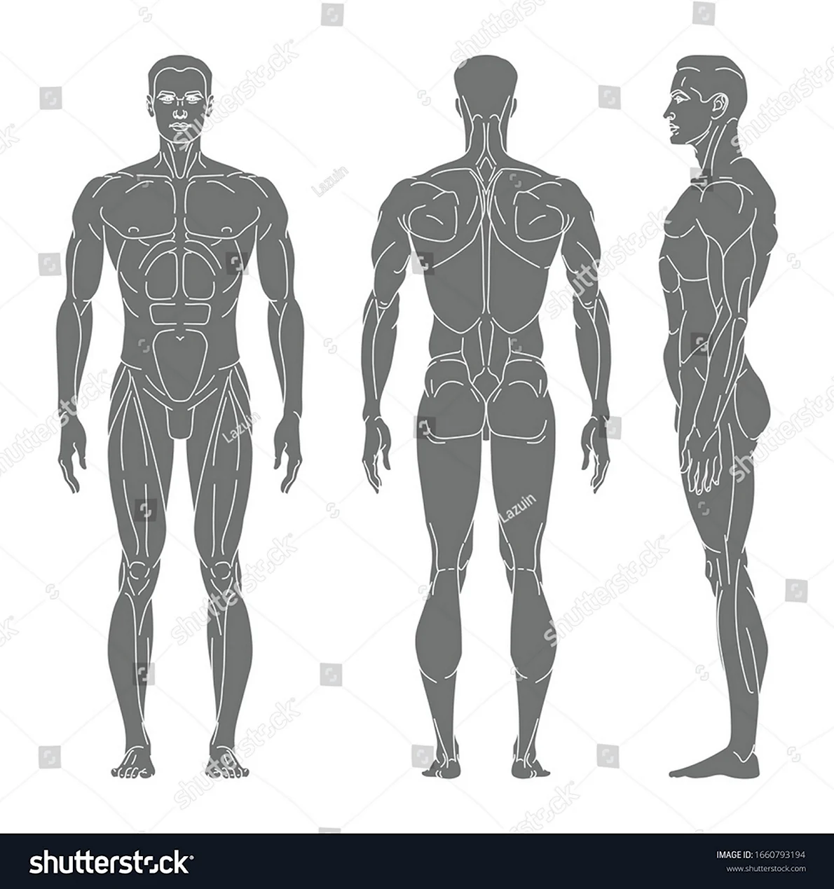 Мышцы человека вектор