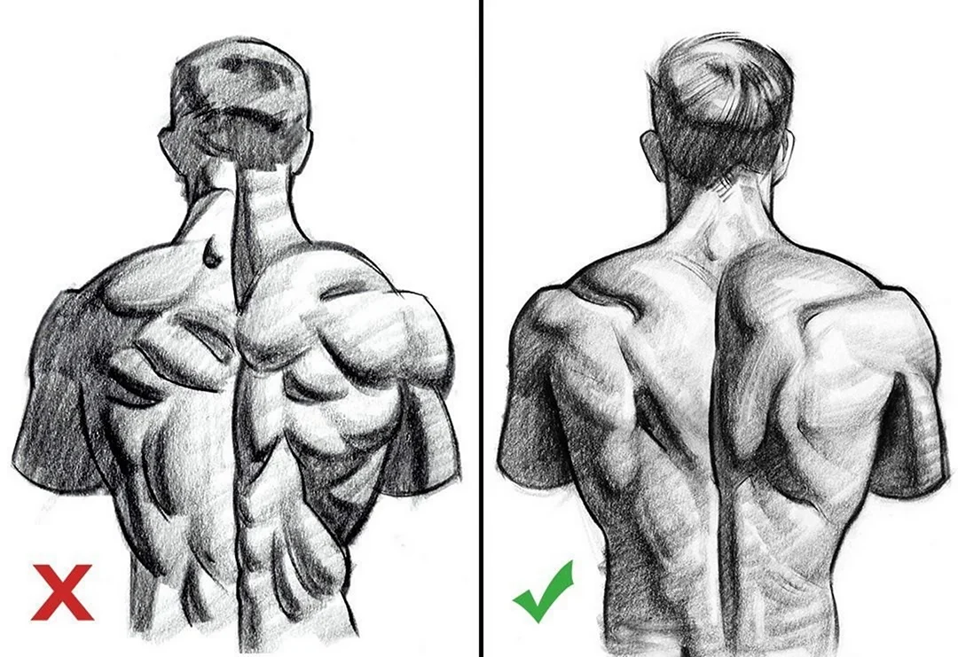 Мышцы спины рисование