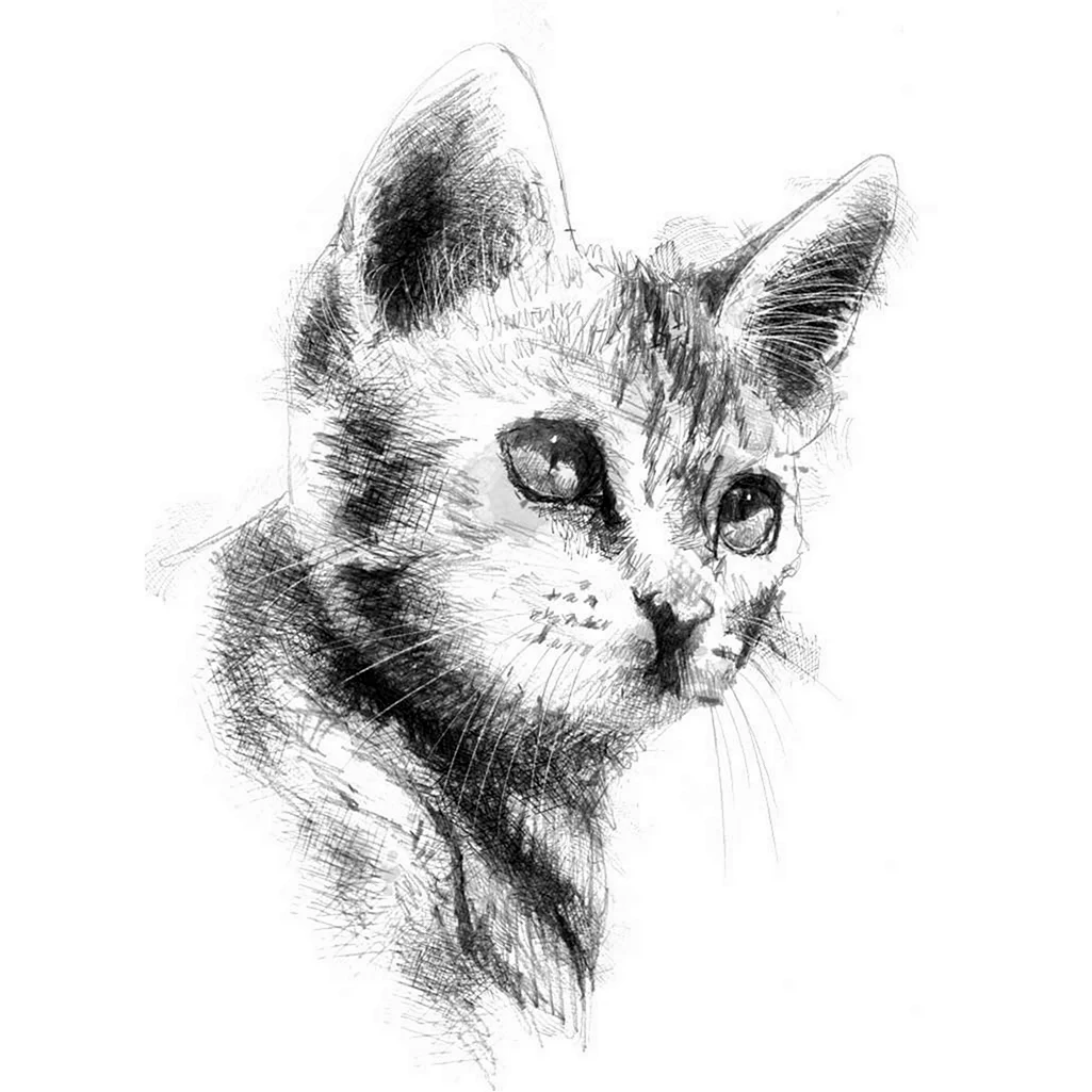Pencil cats. Кошка карандашом. Наброски кошек. Наброски кошек карандашом. Портрет кошки карандашом.