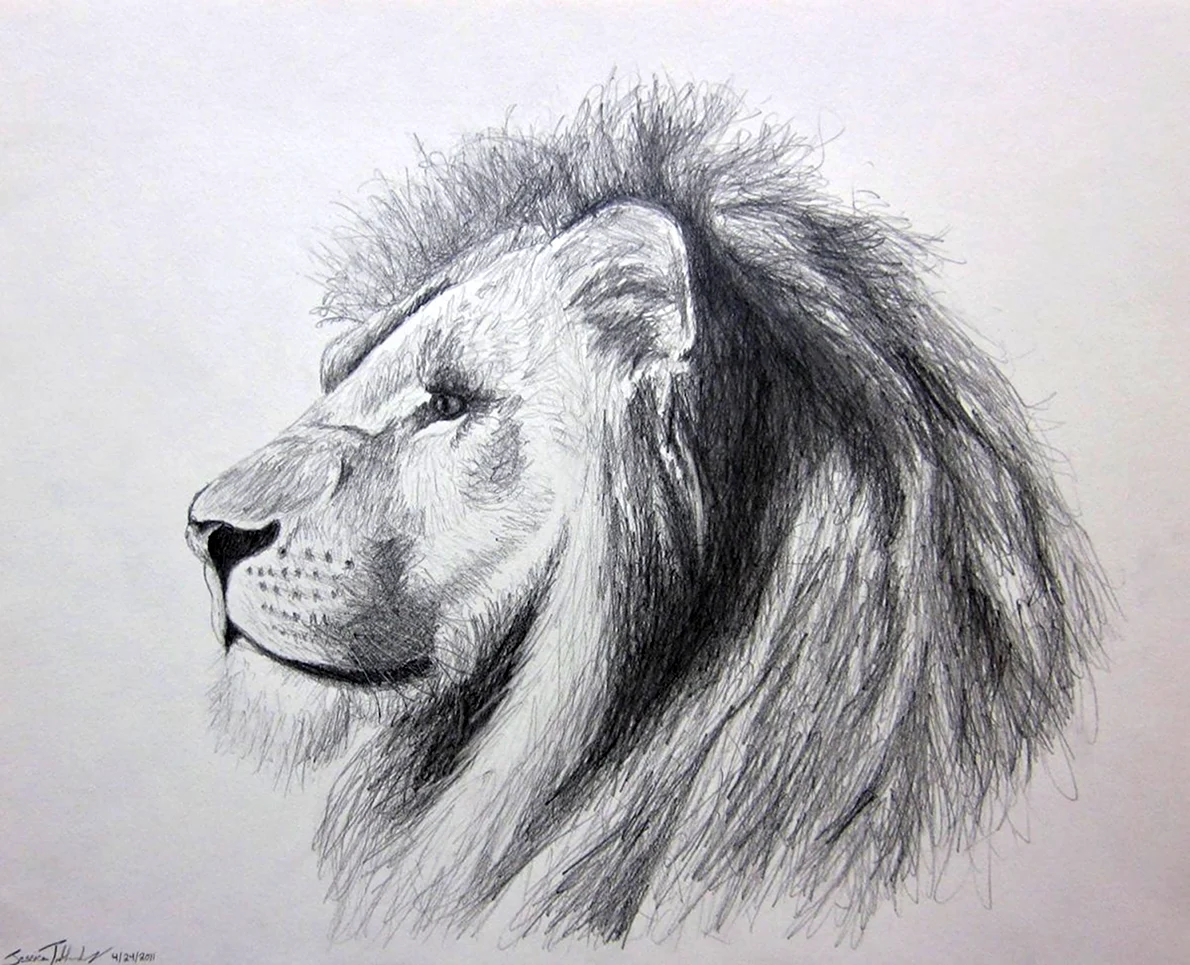 Нарисовать Льва карандашом