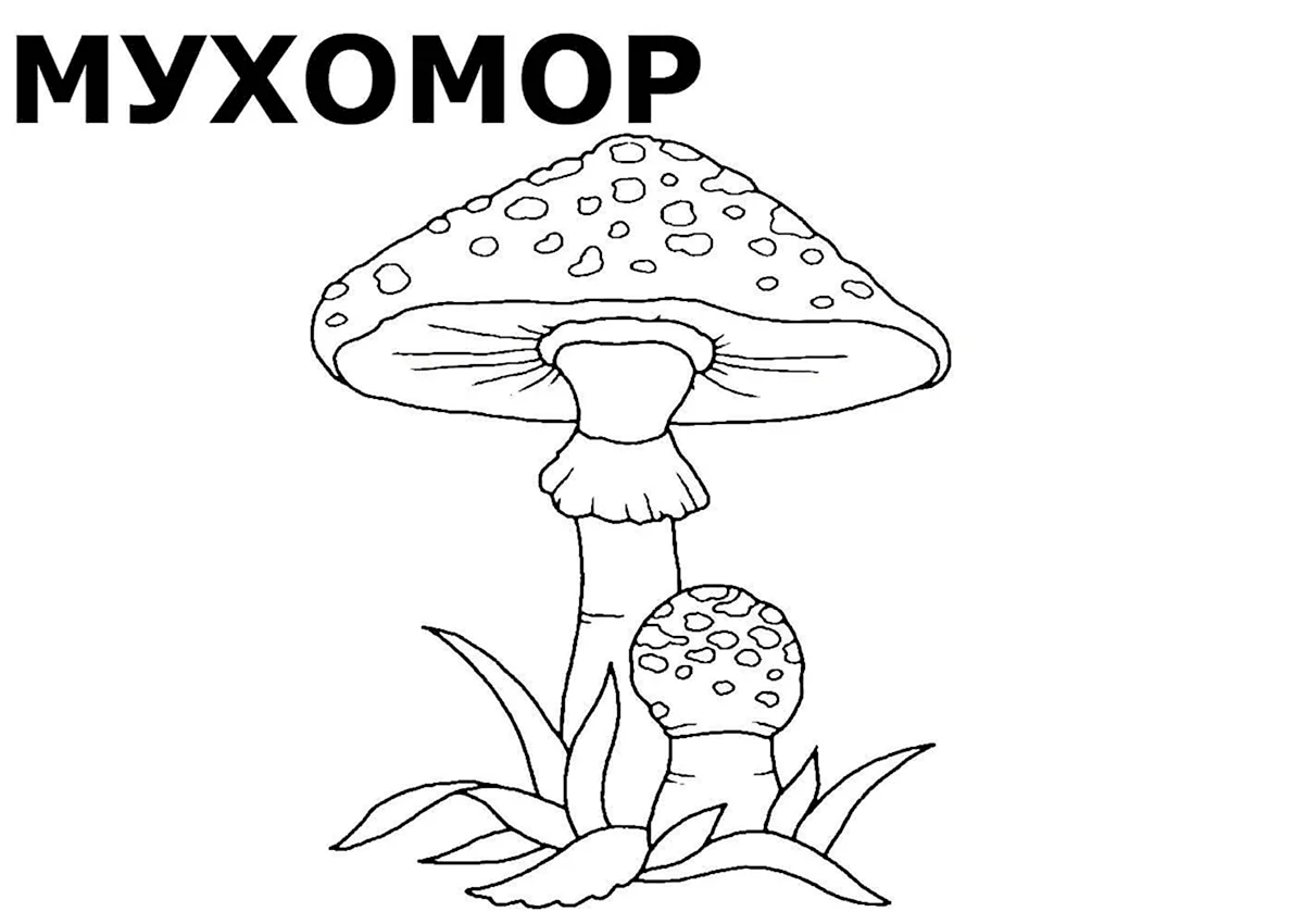 Картинки грибы для детей детского сада