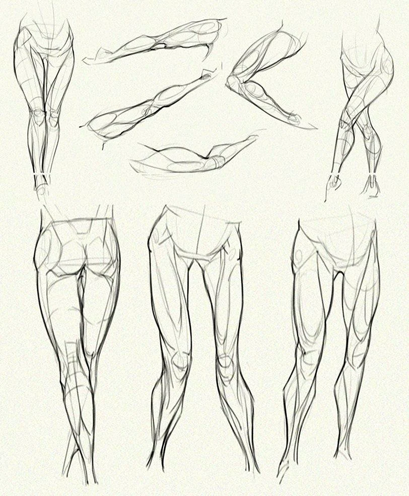 Ноги референс анатомия анатомия