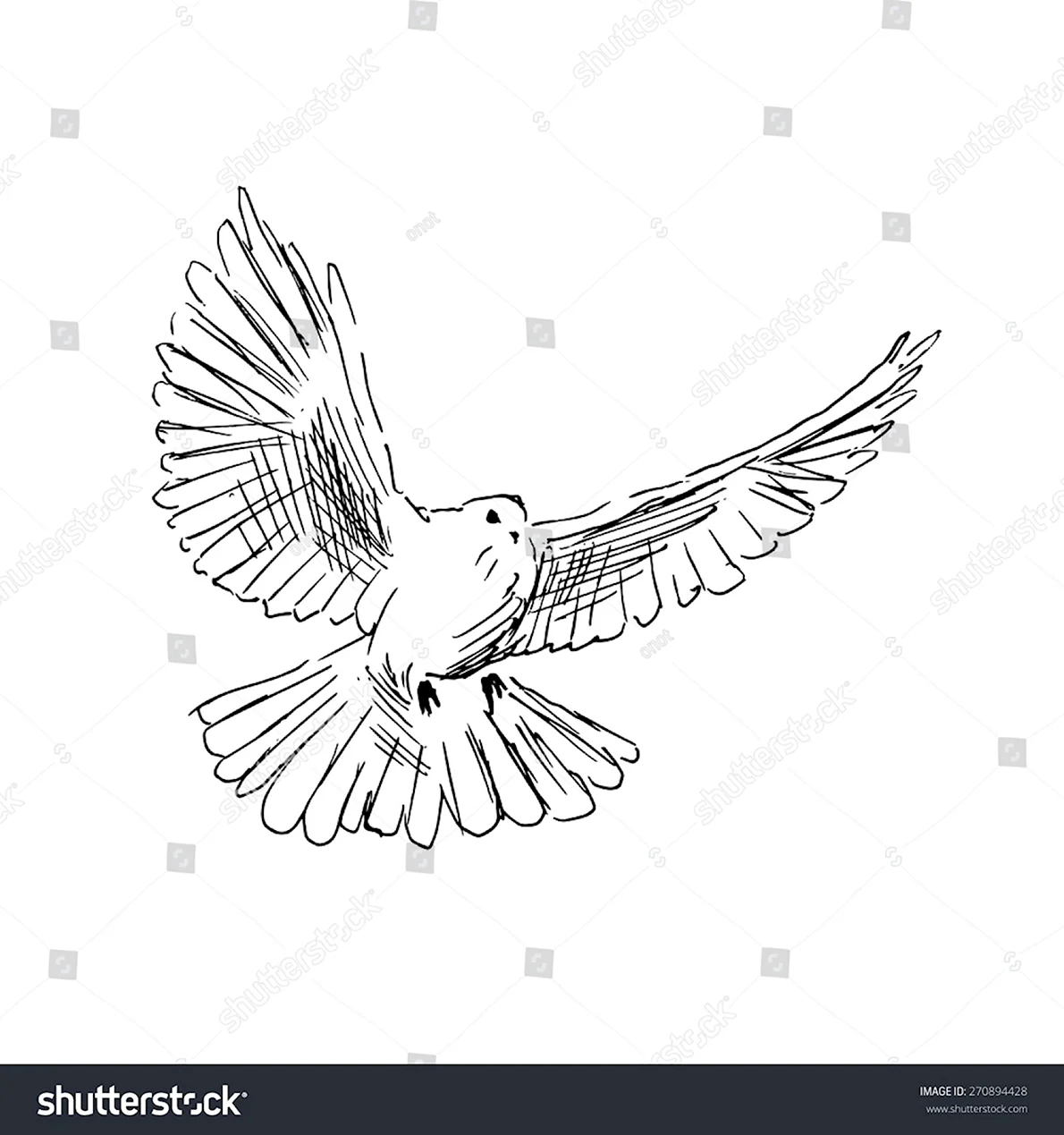Очертания голубь с расправленными крыльями