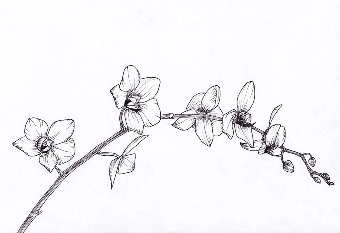 Орхидей - скачать и распечатать раскраску. цветок, по номерам