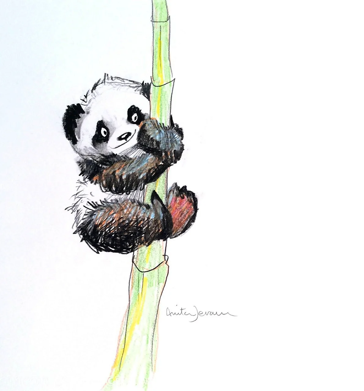 Панда с бамбуком рисунок
