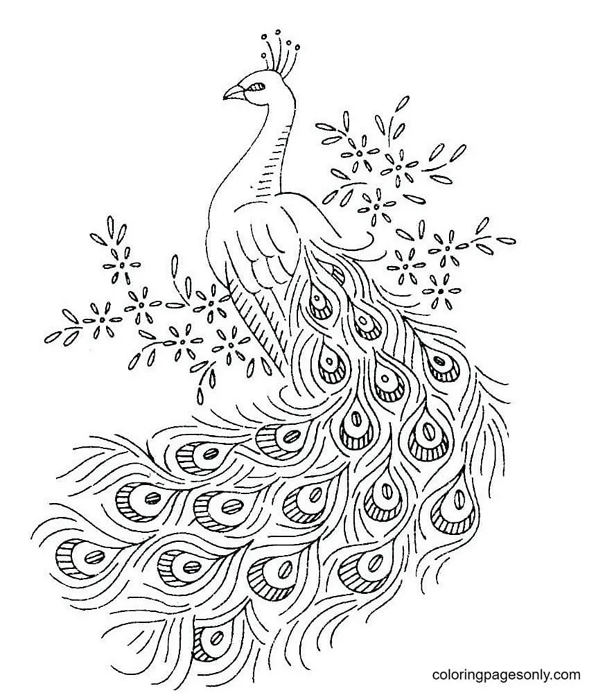 Раскраска птица павлин 😻 распечатать бесплатно