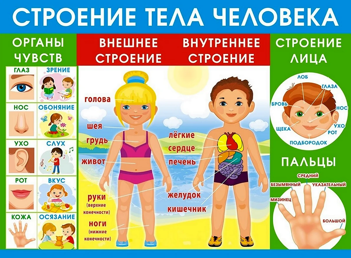 Плакат тело человека для детского сада