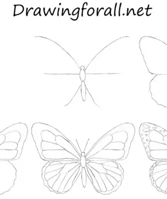 Поэтапное рисование бабочки