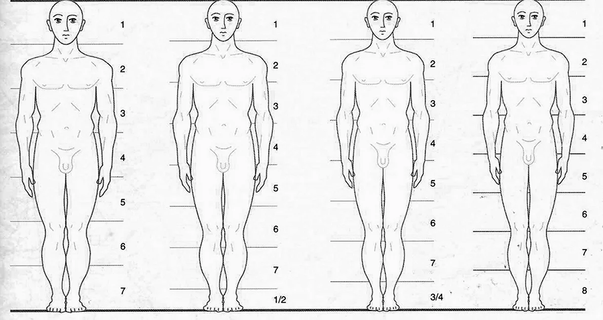 Пропорции мужского тела для рисования