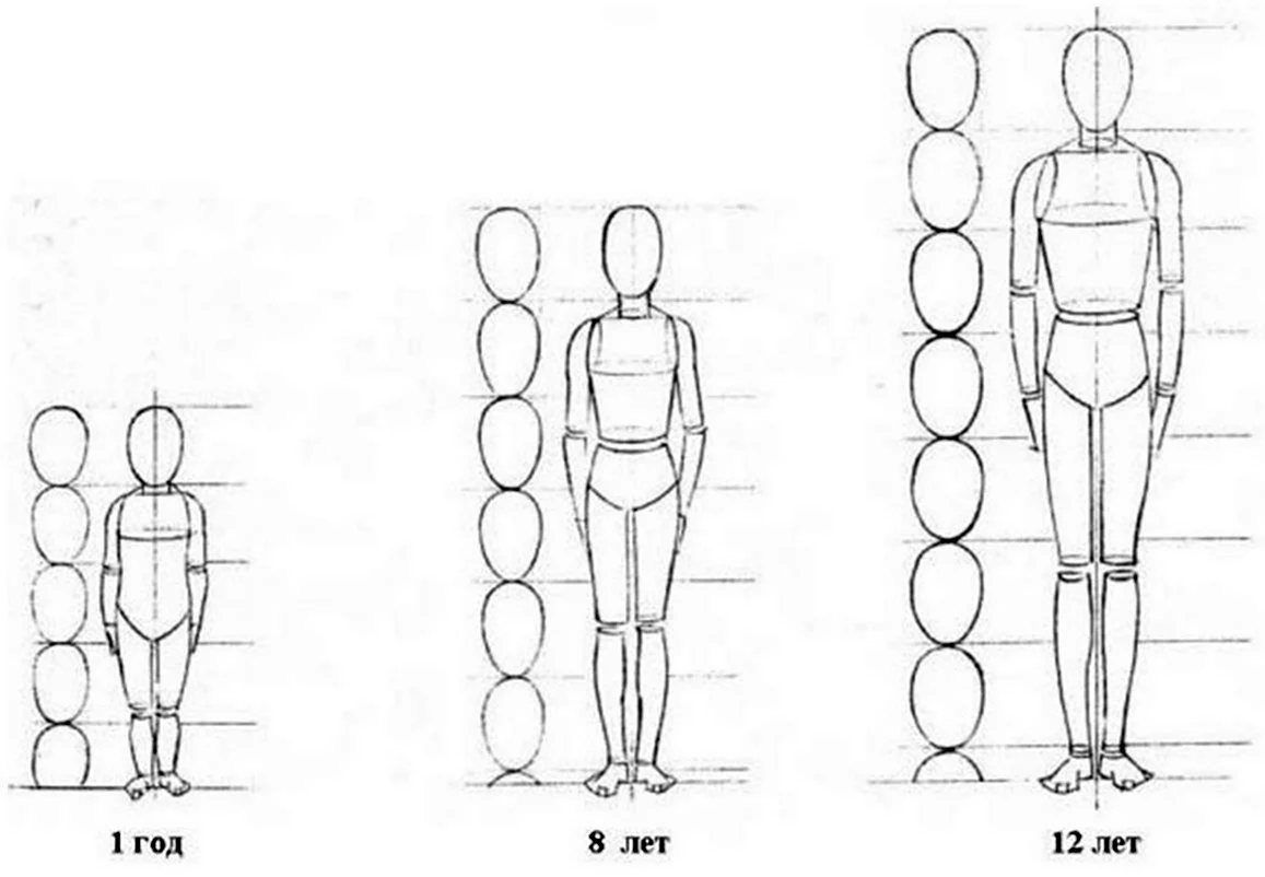 Пропорции тела человека рисунок