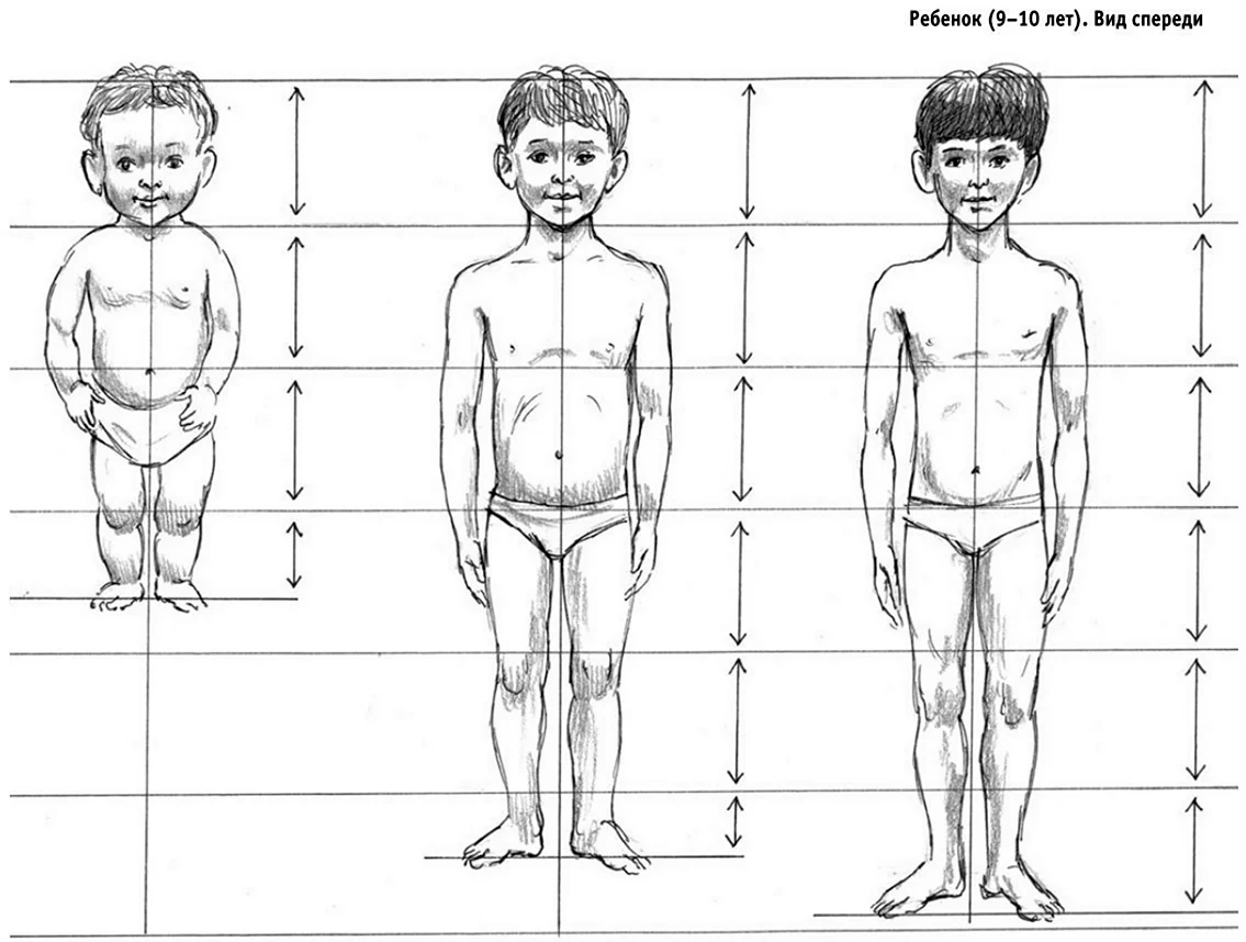 Пропорции тела мальчика