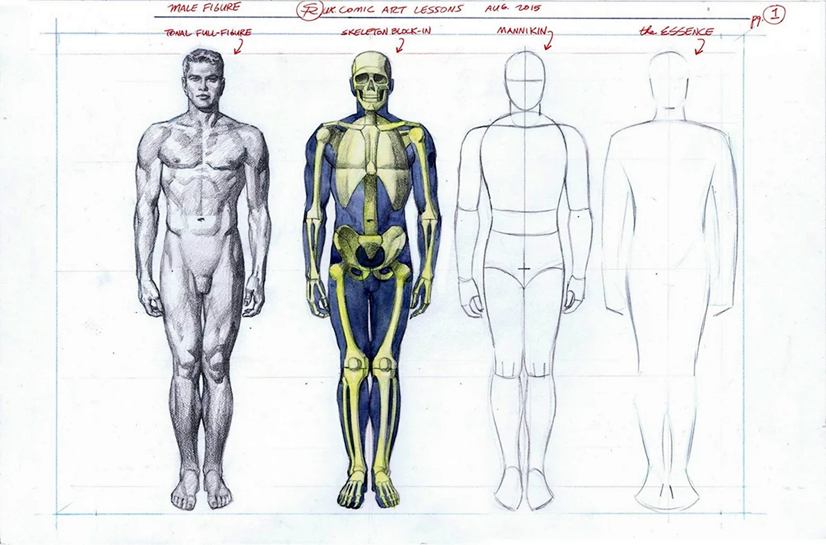 Пропорции тела мужчины для рисования
