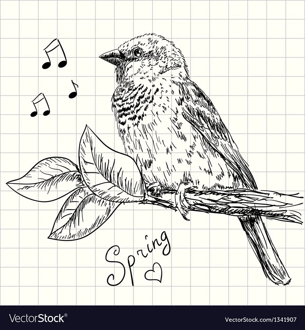 Птичка сидит на ветке рисунок карандашом
