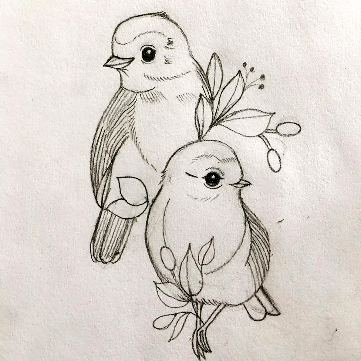 Птицы для срисовки