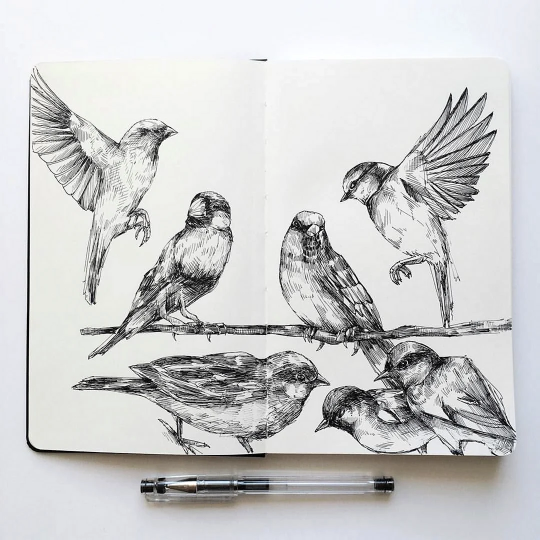 Птицы в скетчбуке