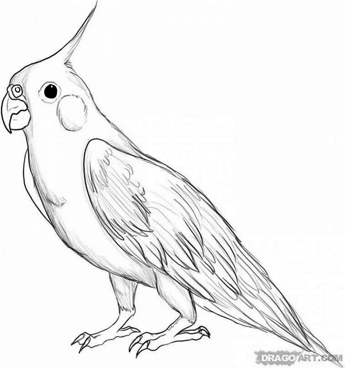 Раскраска попугайчик корелла