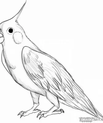 Раскраска попугайчик корелла