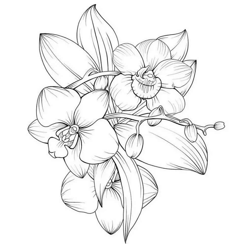 Стильные орхидеи Раскраска по номерам на холсте Живопись по номерам F45-80x100