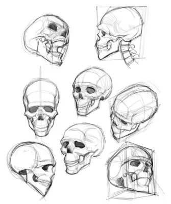 Референс черепа человека построение для художника