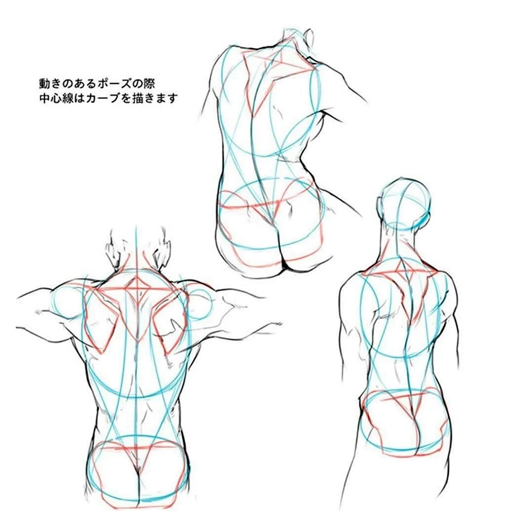Референсы для рисования спины