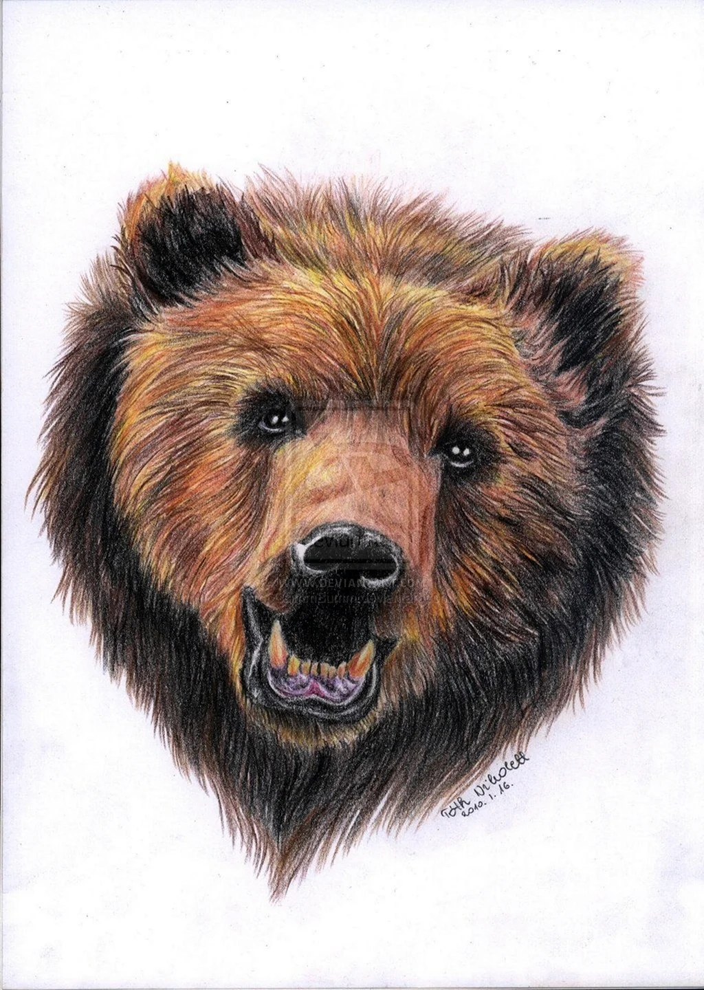 Рисование морды медведя
