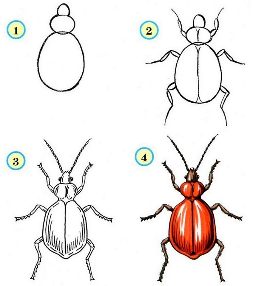 Поэтапное рисование насекомых для дошкольников
