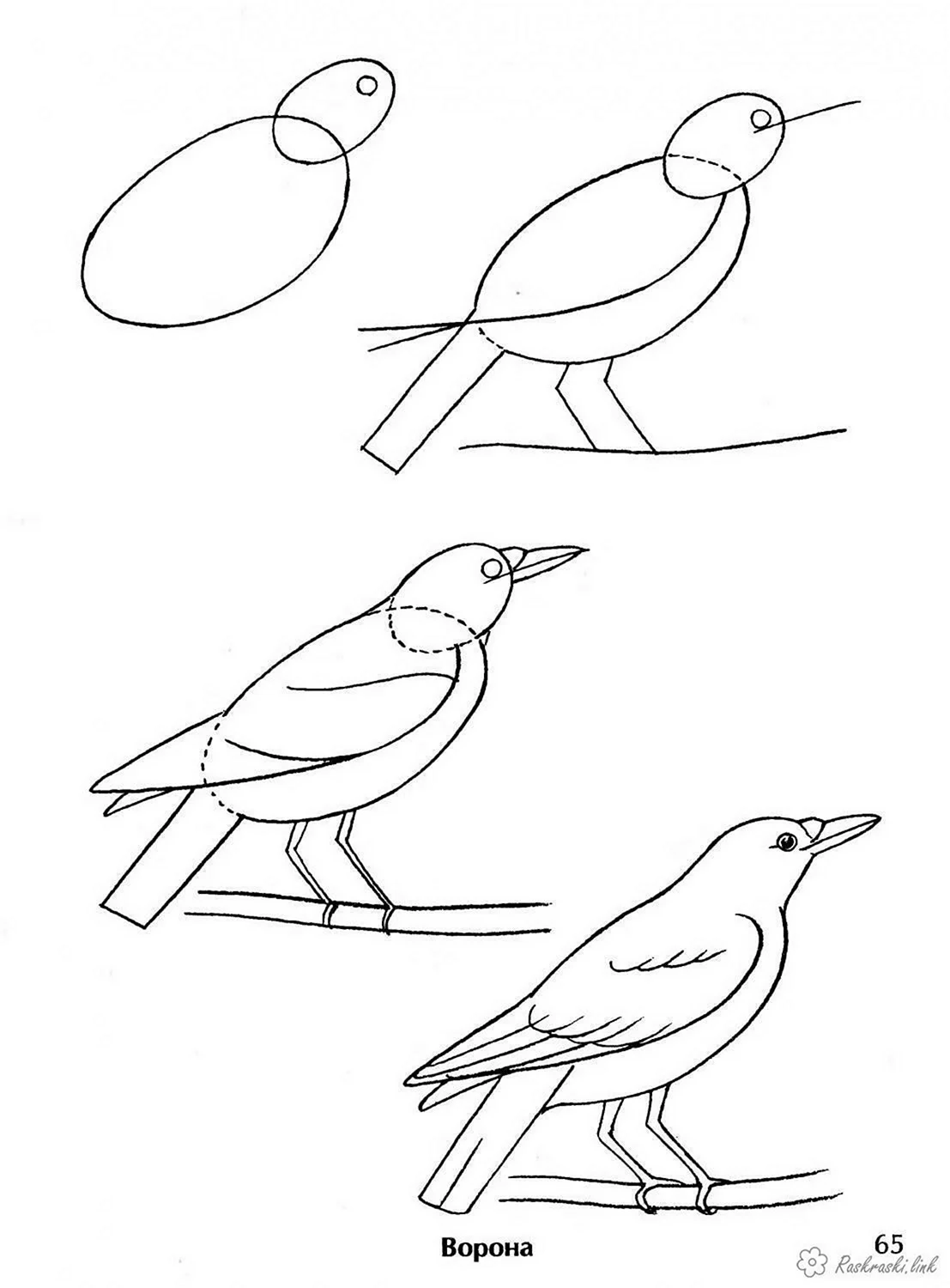 Как нарисовать птицу (92 фото): поэтапная инструкция для ребенка и начинающих