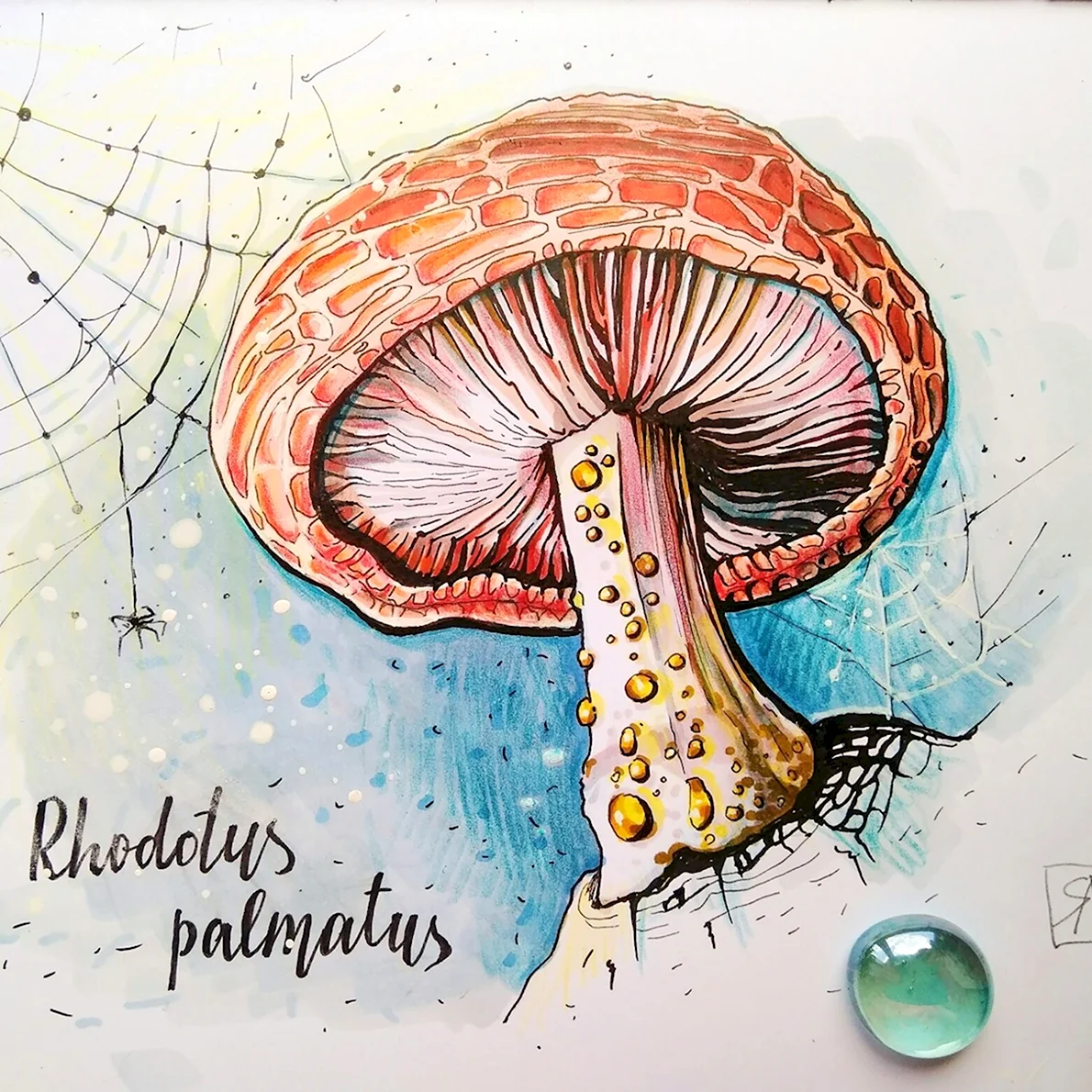 Рисунки грибов для скетчбука
