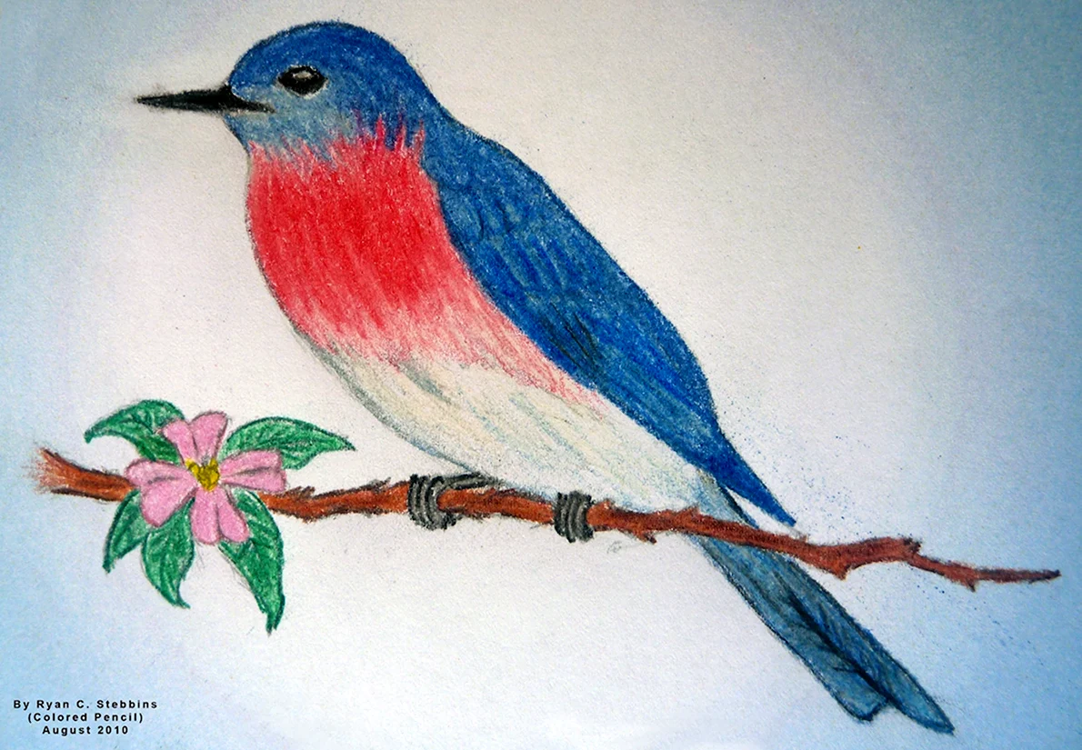 Рисунки птиц цветными карандашами