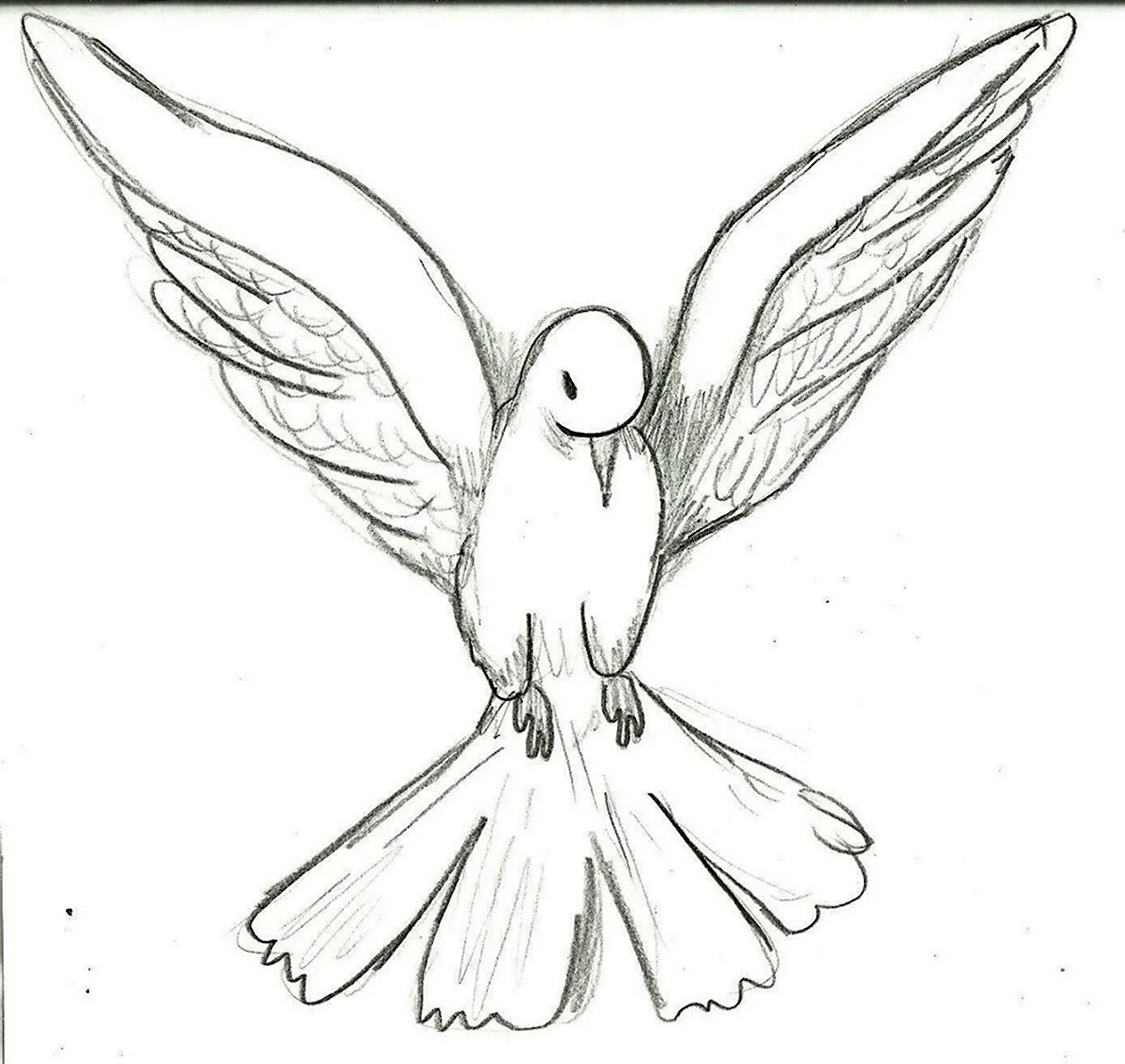 Рисунок голубя для срисовки