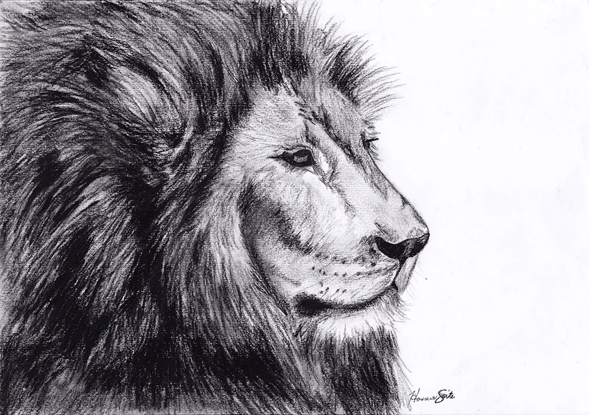 Рисунок Льва карандашом для срисовки