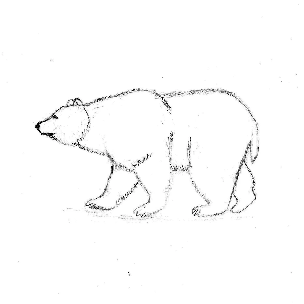 Рисунок медведя карандашом сбоку