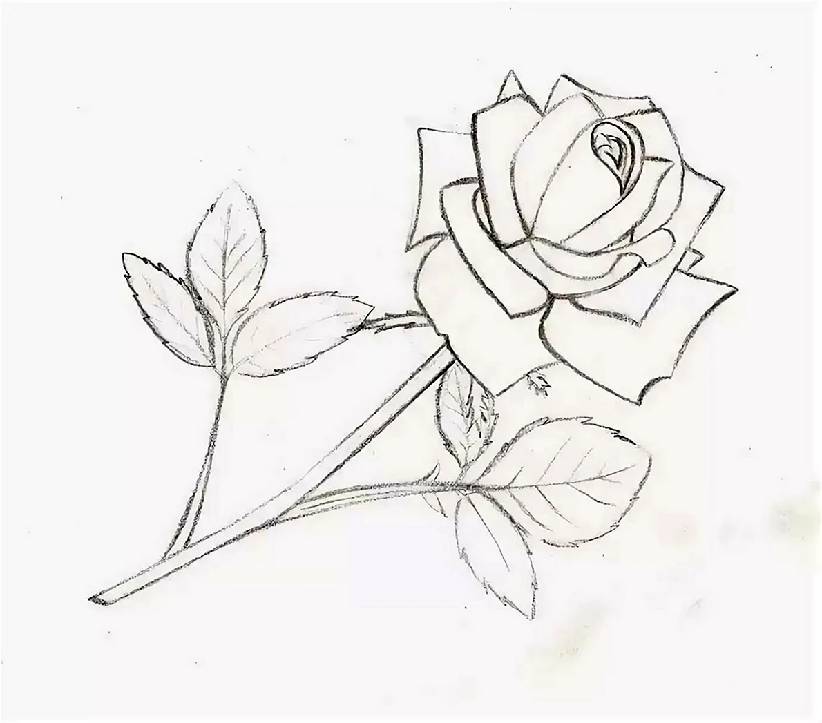Цветы рисунок карандашом легко для срисовки. Цветы рисунок карандашом. Рисунки для срисовки цветы. Картинки для срисовки карандашом розы.