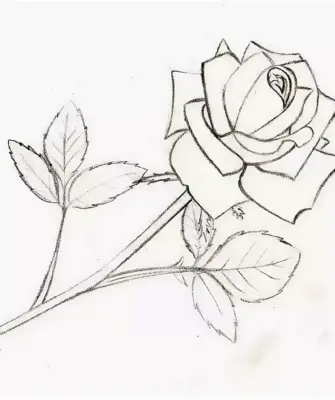 Рисунок розы карандашом для срисовки