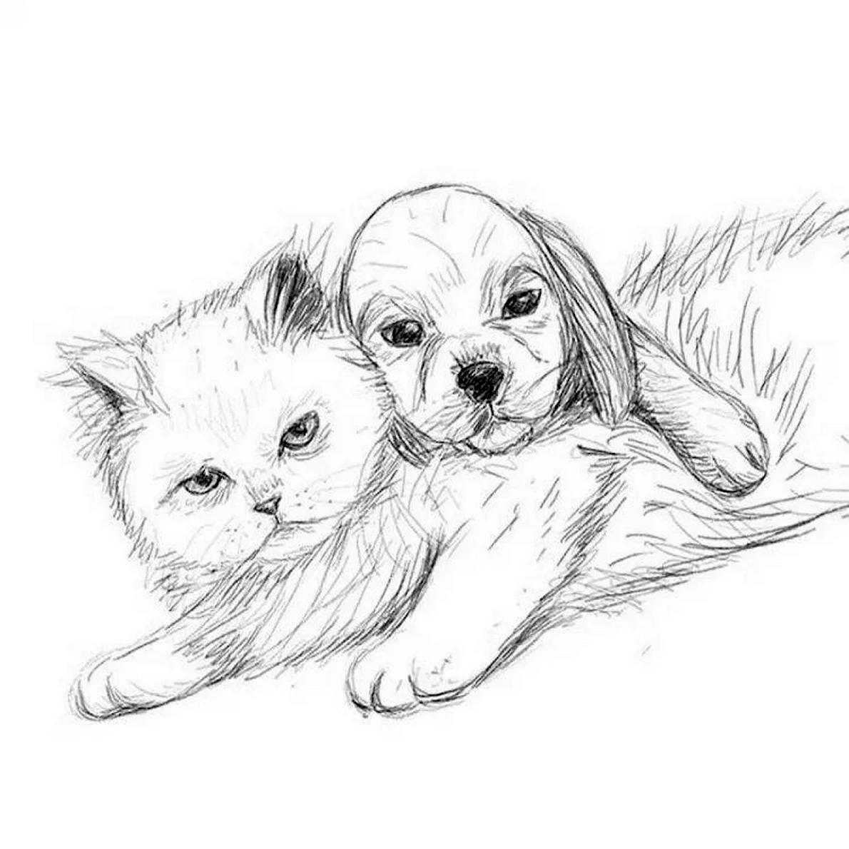 Рисунки для срисовки животные милые и красивые