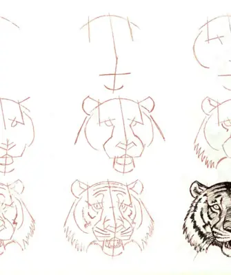 Рисунок тигра пошагово карандашом