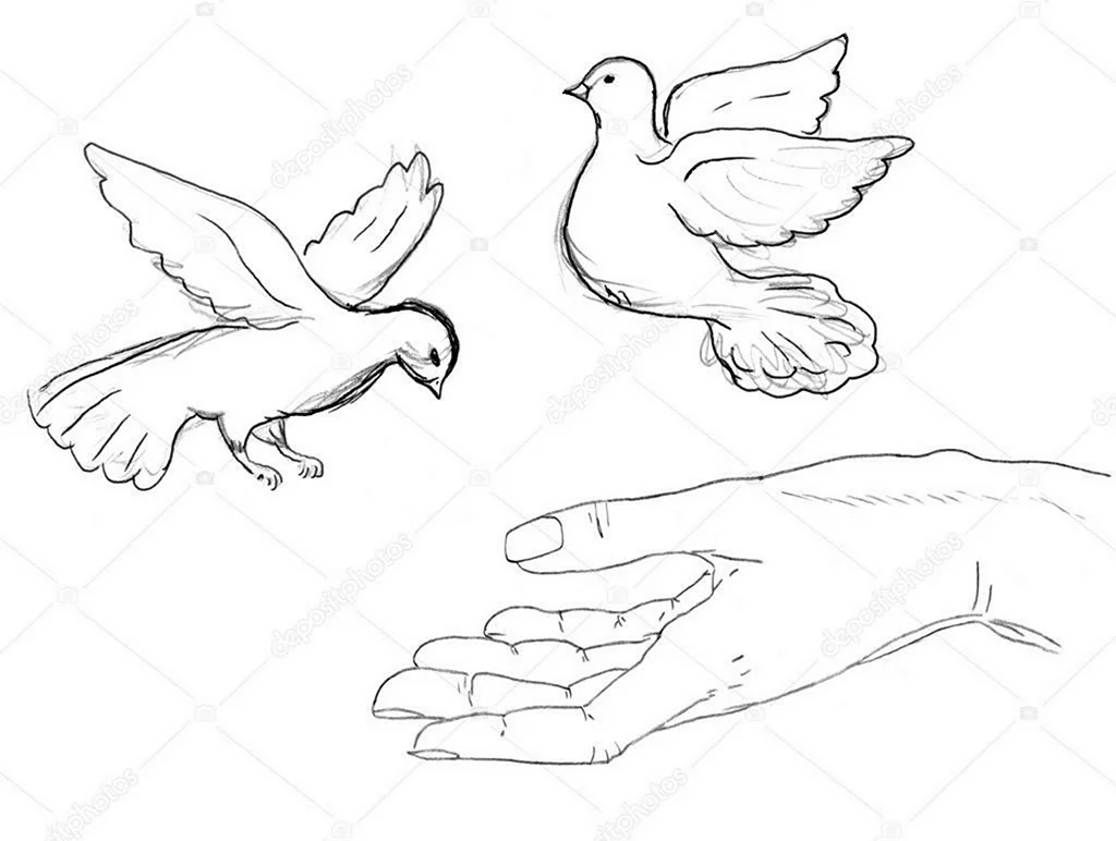 Руки выпускающие голубя