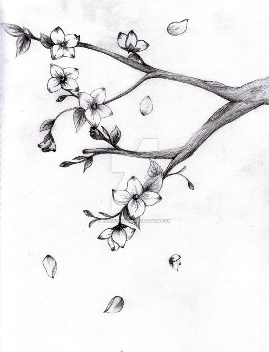 Сакура дерево рисунок карандашом