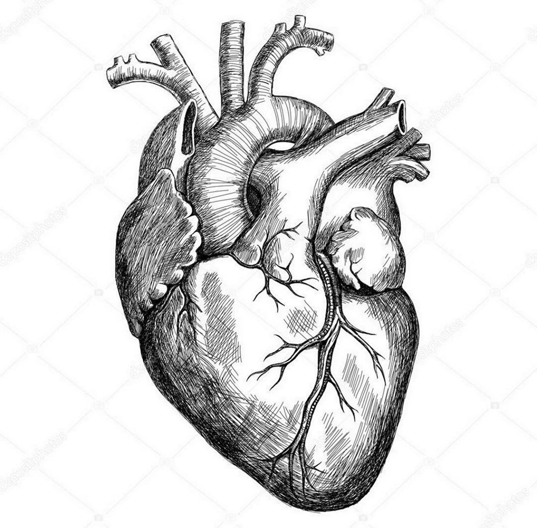 Орган сердце человека рисунок. Человеческое сердце рисунок карандашом. Сердце анатомия черно белое.