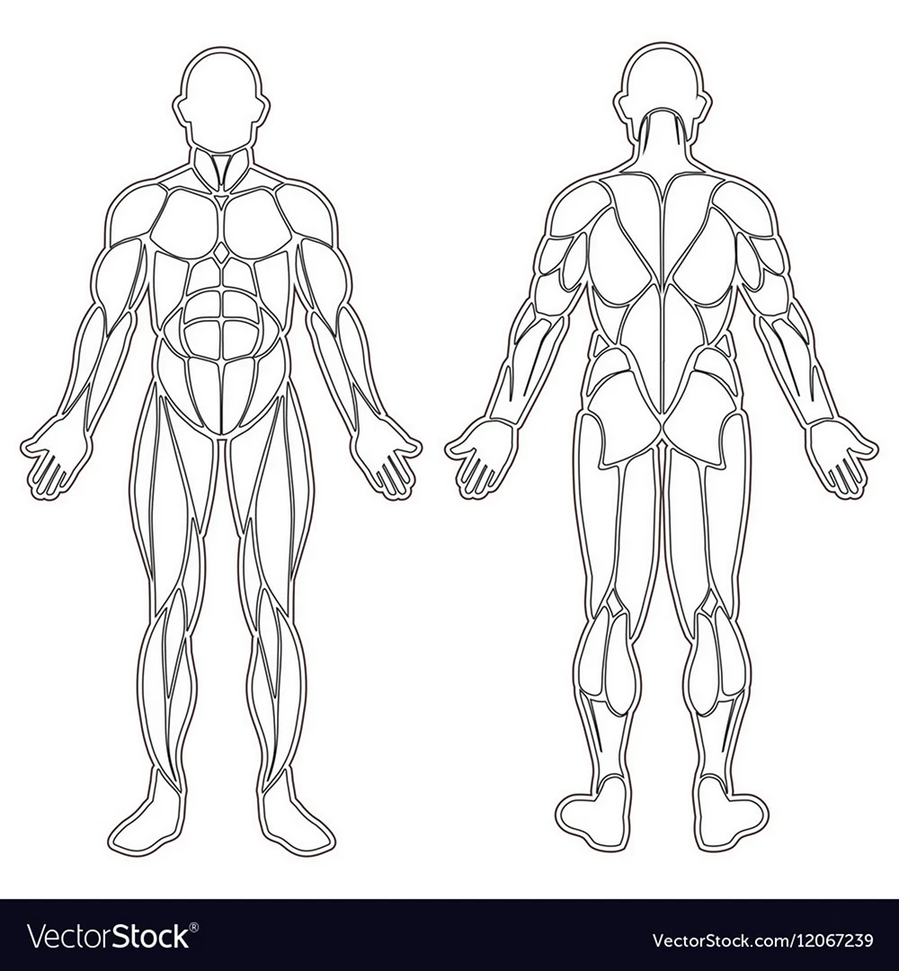 Силуэт человека мышцы