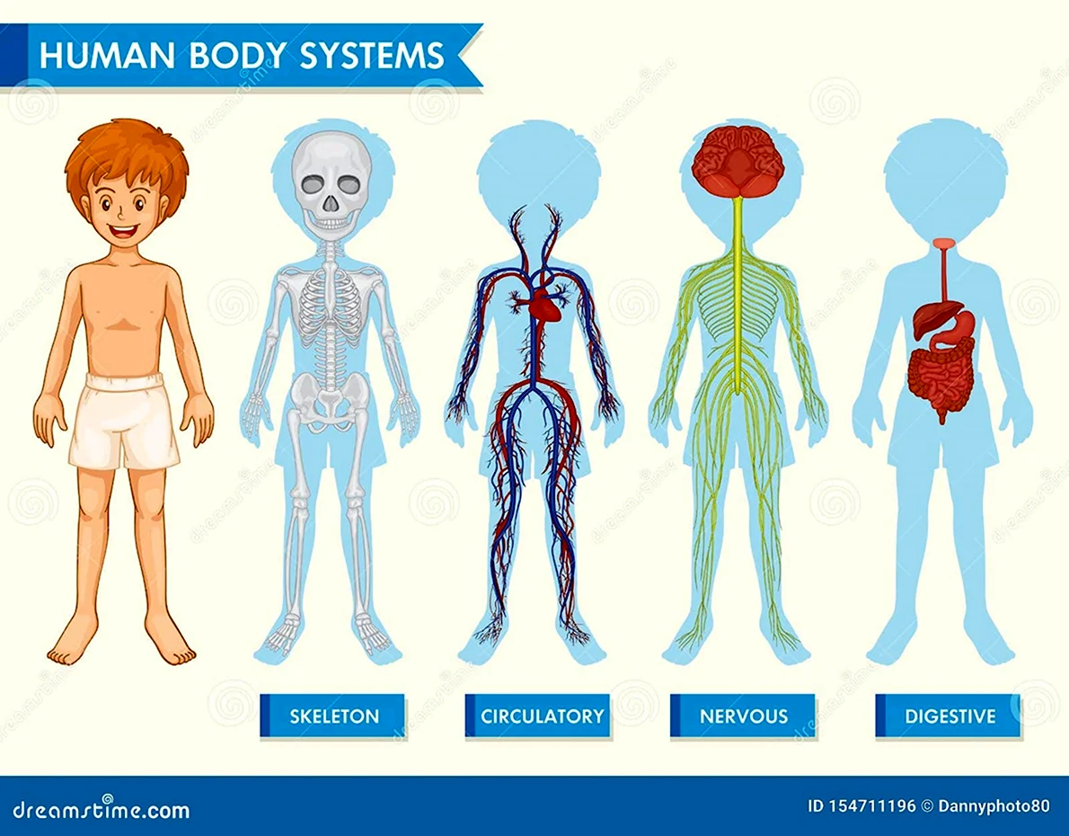 Системы органов человека для детей